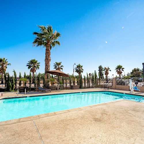 An outdoor swimming pool surrounded by palm trees and lounge chairs, under a clear blue sky.